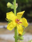 Verbascum sinuatum