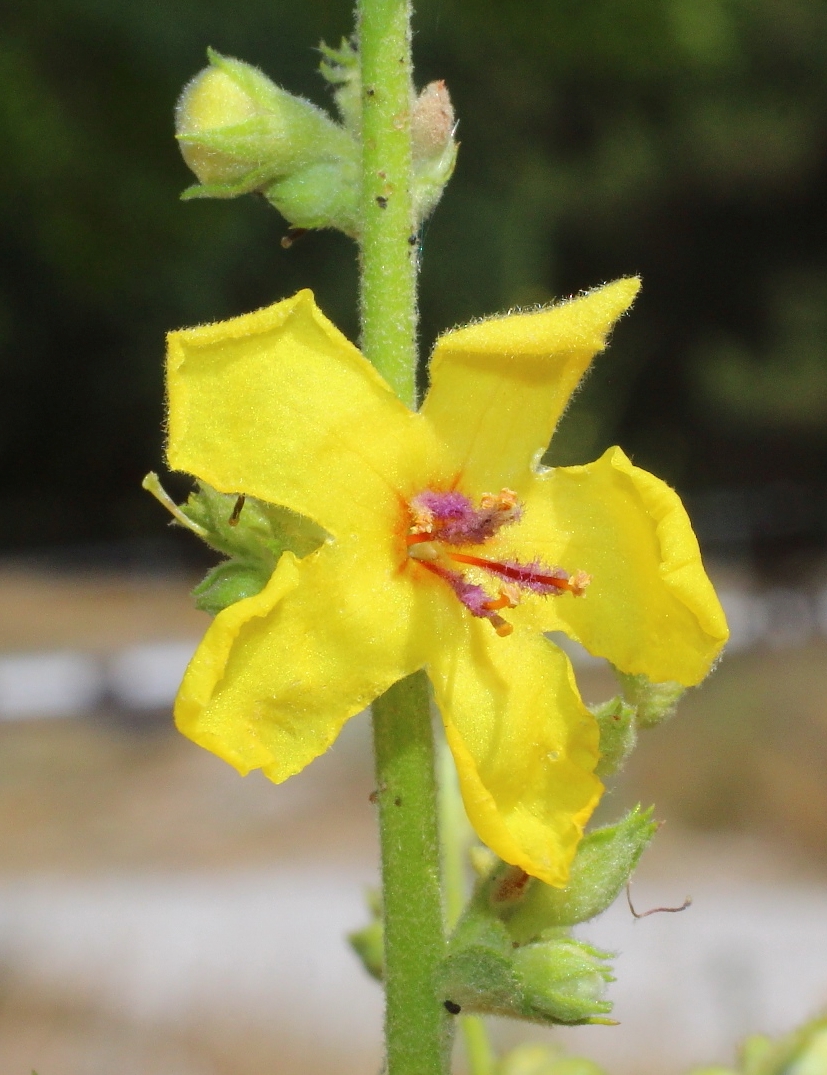 Изображение особи Verbascum sinuatum.