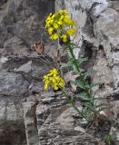 Erysimum ibericum. Цветущее растение с прошлогодним сухим побегом с остатками плодов. Грузия, Боржоми-Харагаульский национальный парк, маршрут №1; гребень горного отрога, склон скалы ≈ 1850 м н.у.м. 25.05.2018.