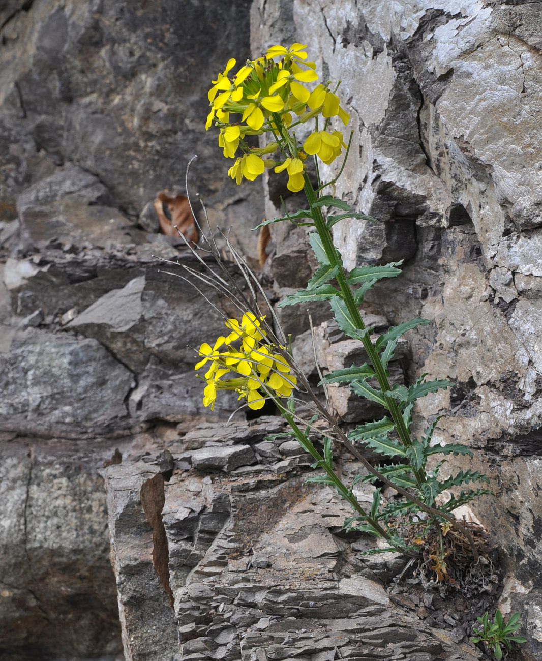 Изображение особи Erysimum ibericum.