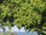 Ficus obliqua. Часть кроны плодоносящего дерева. Израиль, восточный берег оз. Кинерет, оборудованный пляж, в культуре. 24.08.2018.