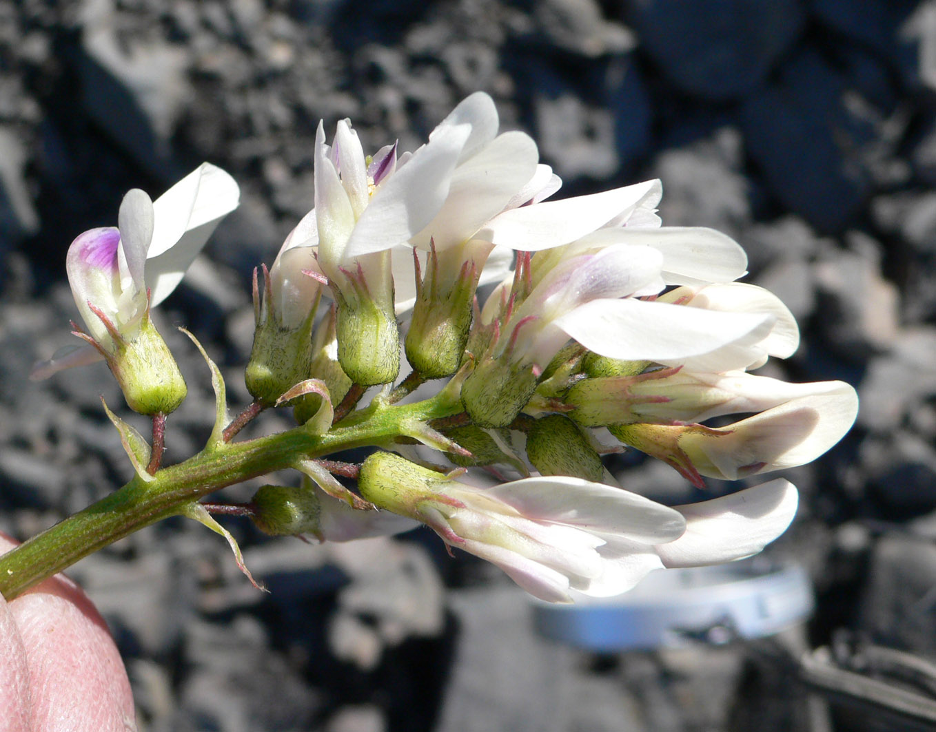 Изображение особи Astragalus tugarinovii.