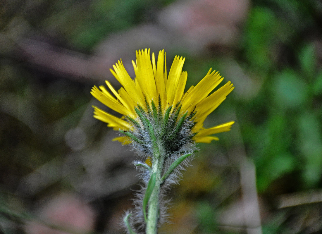 Изображение особи Hieracium alpinum.