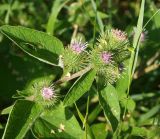 Arctium minus