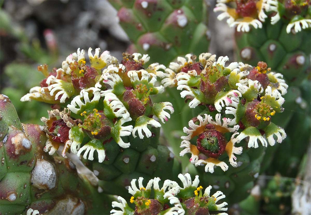 Изображение особи Euphorbia caput-medusae.