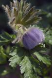 Pulsatilla ajanensis. Верхушка цветущего растения первого года жизни. Костромская обл., Судиславский р-н, дер. Антипино, в культуре. 12.09.2019.