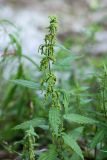 Urtica angustifolia