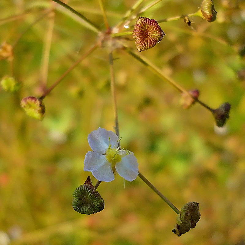 Изображение особи Alisma plantago-aquatica.