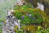 Campanula argunensis