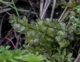 Pseudobryum cinclidioides