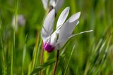 Cyclamen persicum. Цветок. Израиль, лес Бен-Шемен. 05.03.2022.