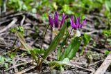 Erythronium sibiricum