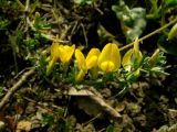 Genista scythica