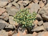 Euphorbia rapulum