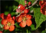 Chaenomeles japonica