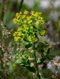 Euphorbia iberica