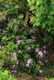 Rhododendron ponticum. Цветущее растение. Краснодарский край, Сочинский р-н, окр. с. Эстосадок, просека в горном буковом лесу, выс. ≈ 1000 м н.у.м. 16 июня 2019 г.