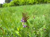 Vicia sepium. Верхушка цветущего растения с муравьём. Карелия, г. Петрозаводск, луг. 02.06.2023.