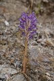 Orobanche amoena. Цветущее растение. Таджикистан, Согдийская обл., хр. Моголтау, мелкозёмистый склон. 6 мая 2023 г.