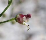 Scrophularia rupestris