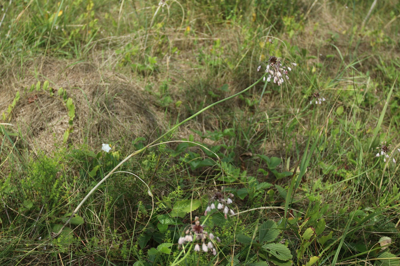 Изображение особи Allium oleraceum.