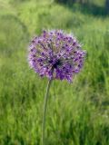 род Allium