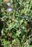 Verbena officinalis. Побеги в средней части растения. Республика Адыгея, Майкопский р-н, край карьера компании \"Волма\", луг. 29.07.2023.