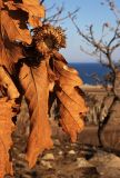 Quercus dentata. Верхушка ветви с высохшими листьями и плюсками от осыпавшихся желудей. Приморский край, Хасанский р-н, гора Голубиный Утёс. 31.01.2009.