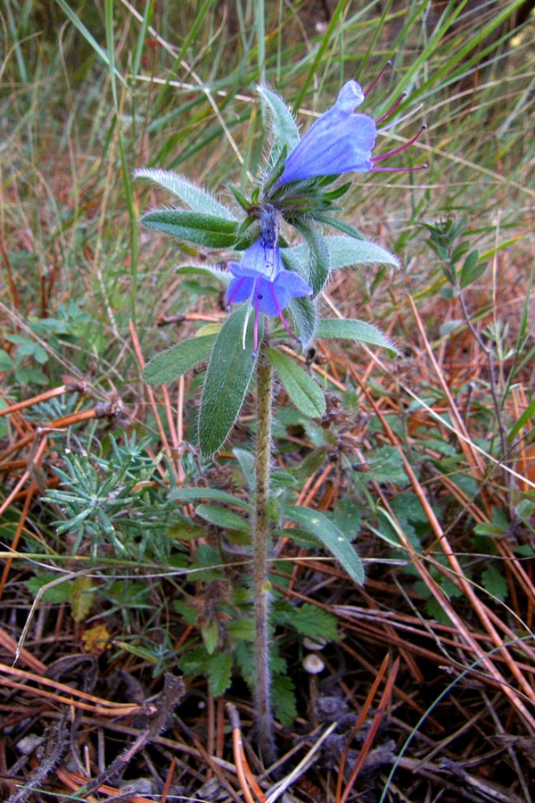 Изображение особи Echium vulgare.