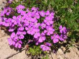 Dianthus chinensis. Цветущее растение. Хабаровский край, Ванинский р-н, бухта Сизиман, сухой каменистый склон. 06.08.2005.