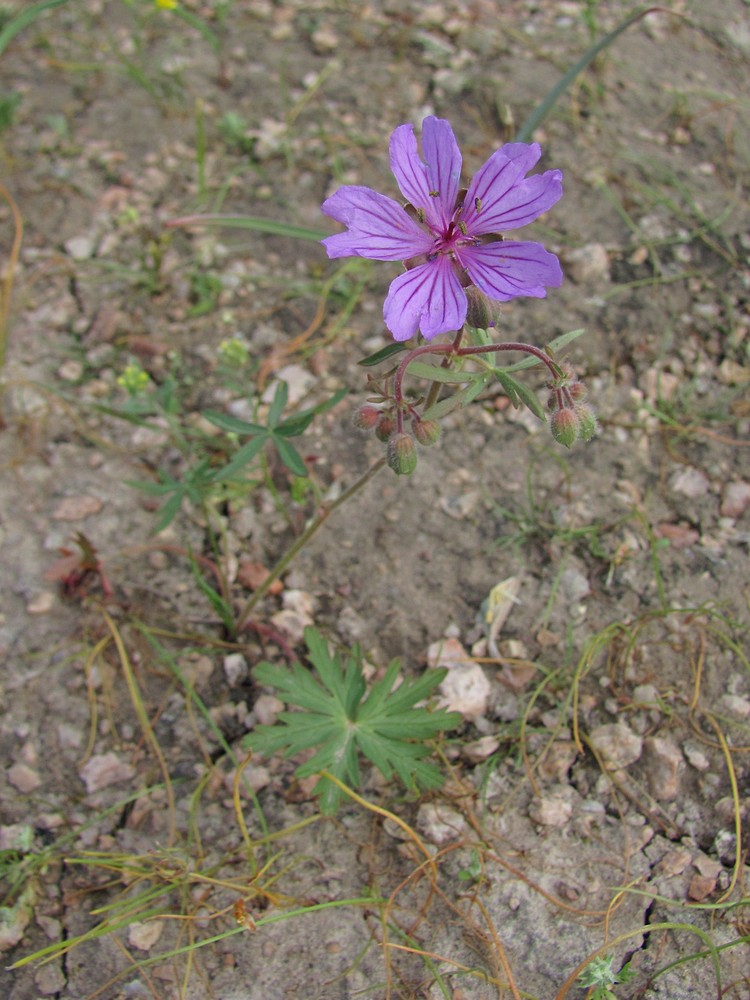 Изображение особи Geranium transversale.