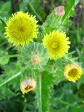 Sonchus asper