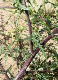 Verbascum pinnatifidum