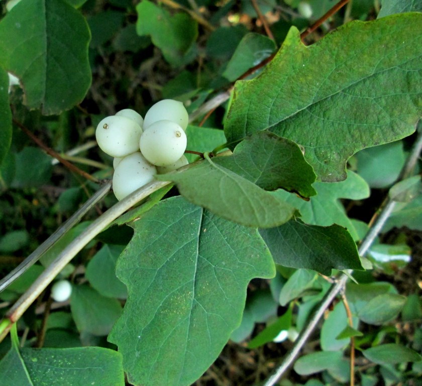 Image of Symphoricarpos albus var. laevigatus specimen.