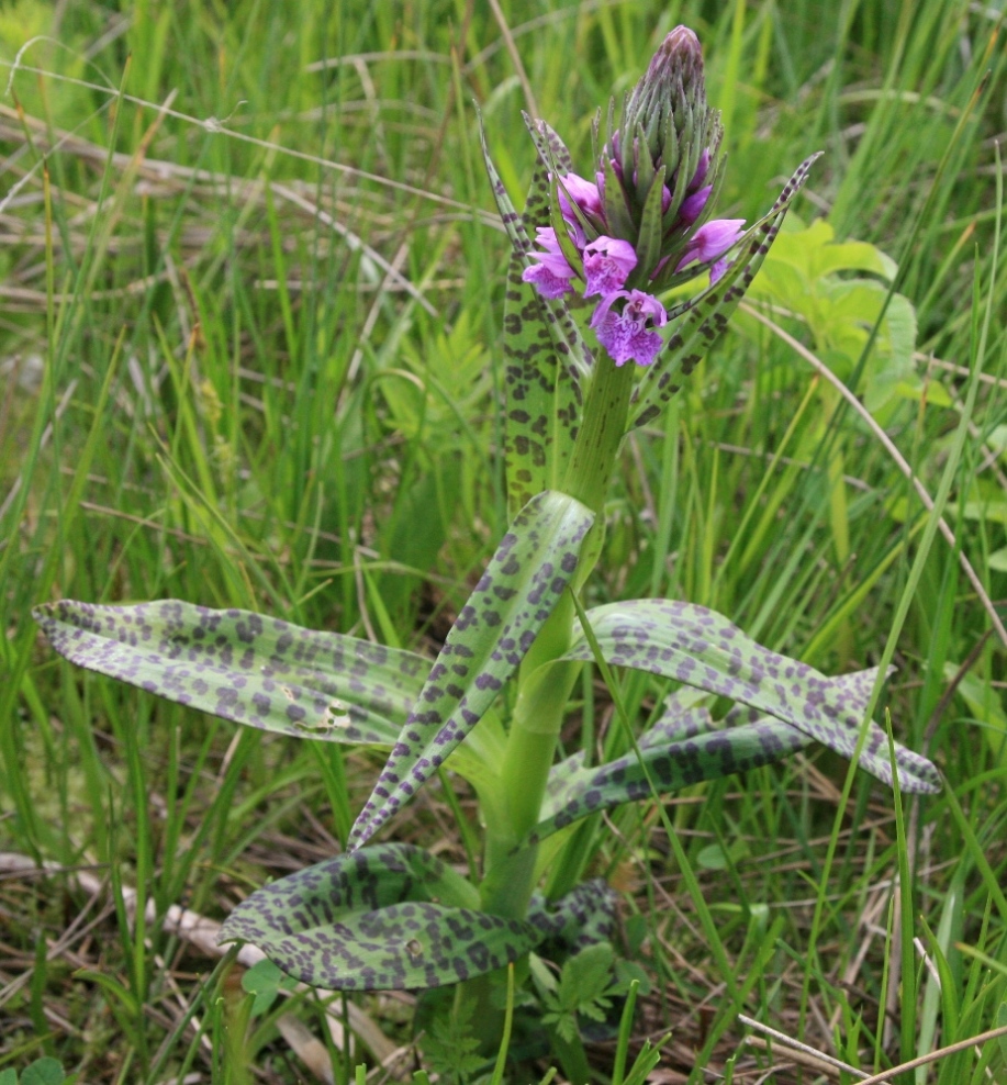 Изображение особи Dactylorhiza urvilleana.