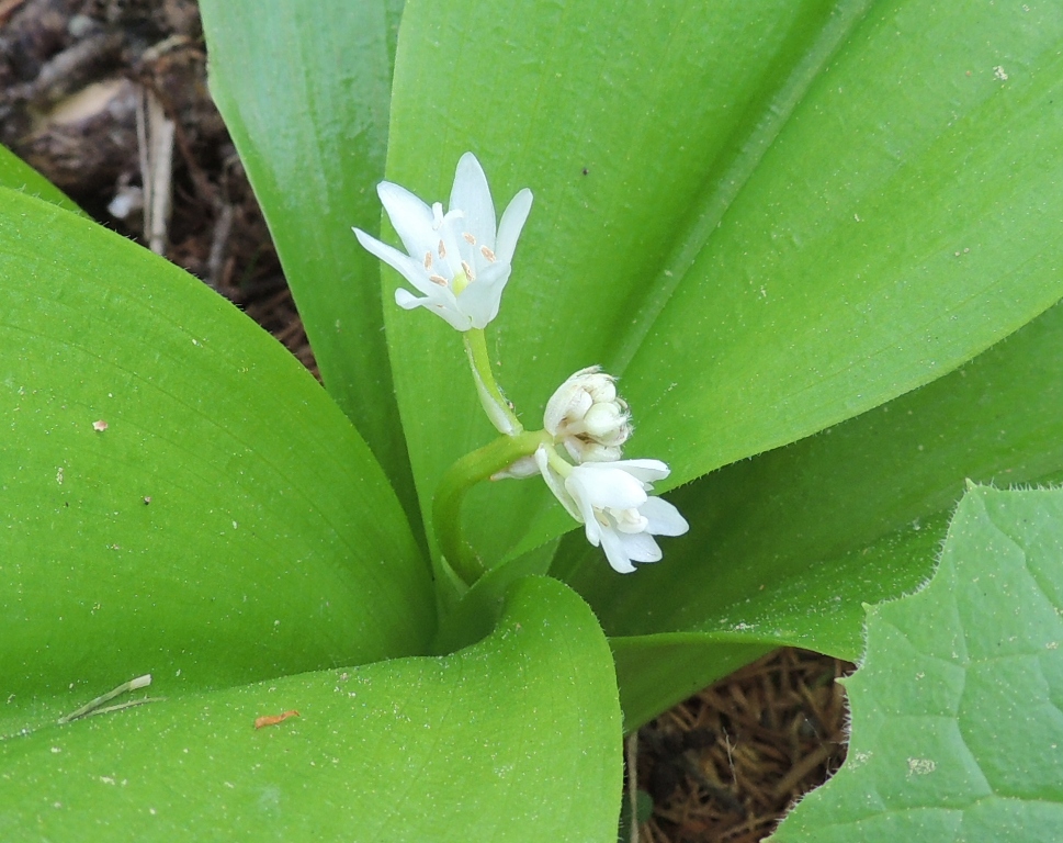 Изображение особи Clintonia udensis.