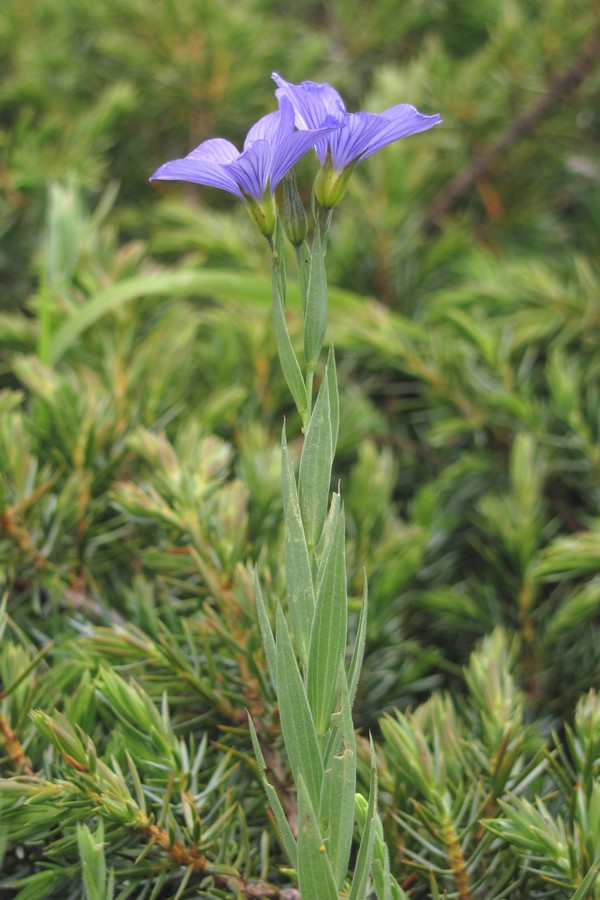 Изображение особи Linum jailicola.