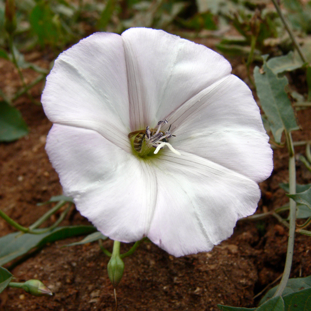 Изображение особи Convolvulus arvensis.