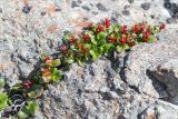 Salix herbacea. Плодоносящее растение в расщелине скалы. Мурманская обл., Кольский р-н, окр. пос. Дальние Зеленцы. 21.06.2015.