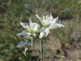 Allium ramosum