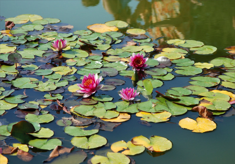 Image of Nymphaea &times; marliacea specimen.