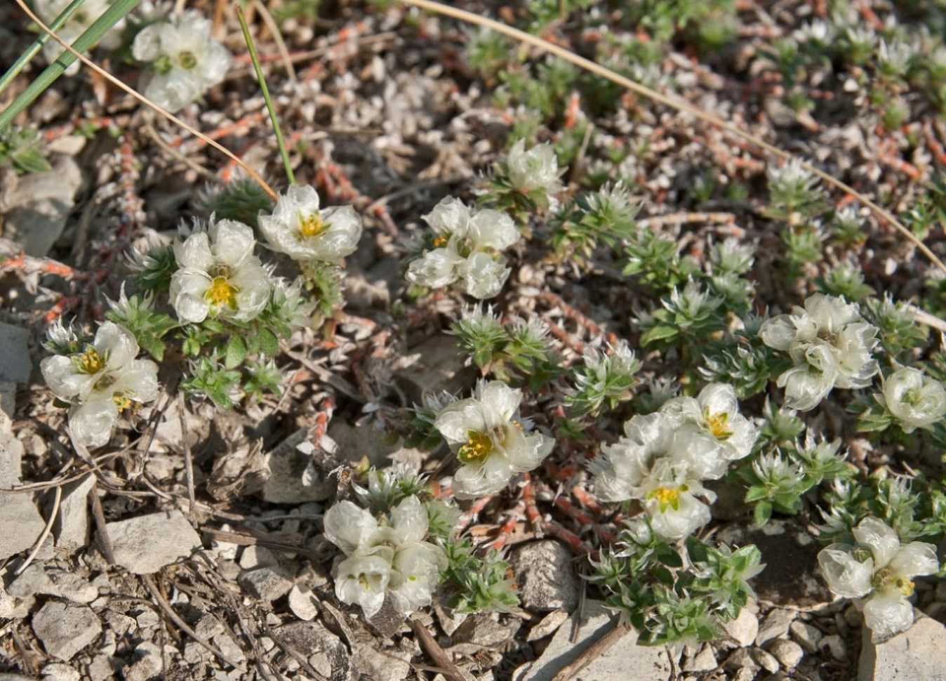 Изображение особи Paronychia cephalotes.