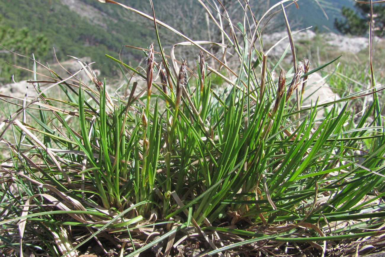 Изображение особи Carex humilis.