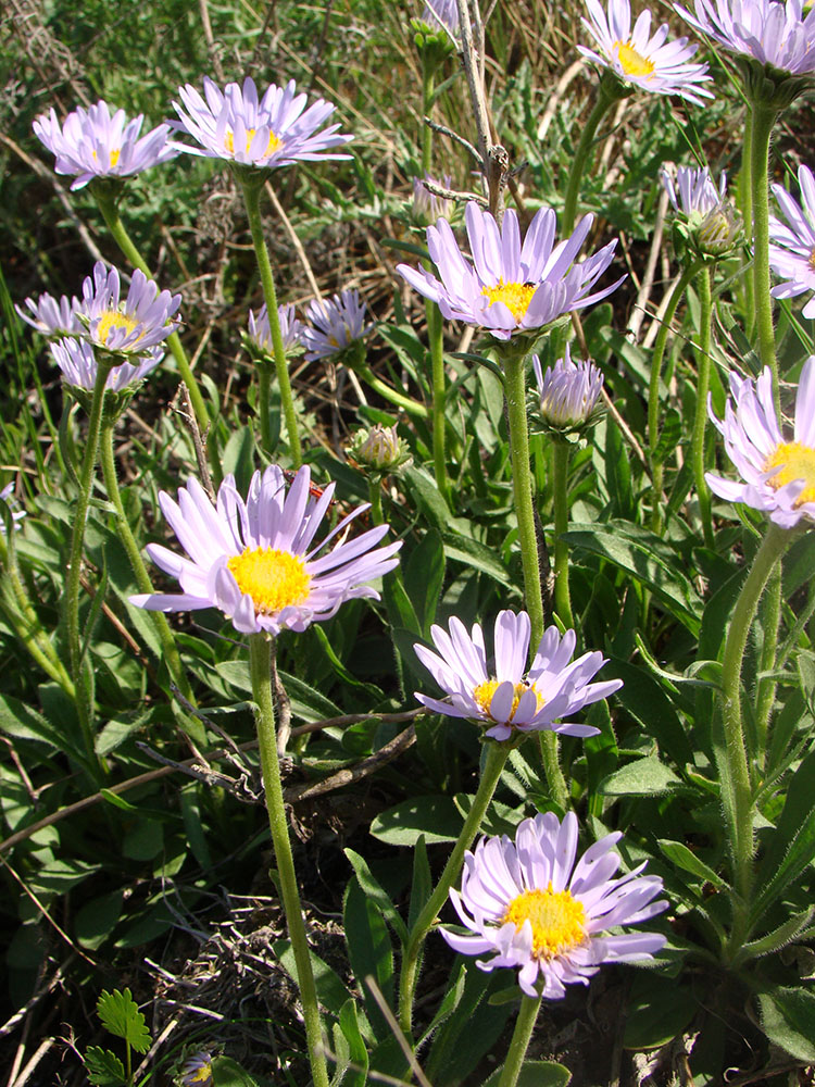 Изображение особи Aster alpinus.