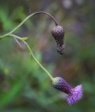 Cirsium canum. Верхушка веточки с соцветием и соплодием. Пермский край, Нытвинский р-н, с. Григорьевское, разнотравный сырой луг в долине р. Сюзьвы. 10.09.2016.