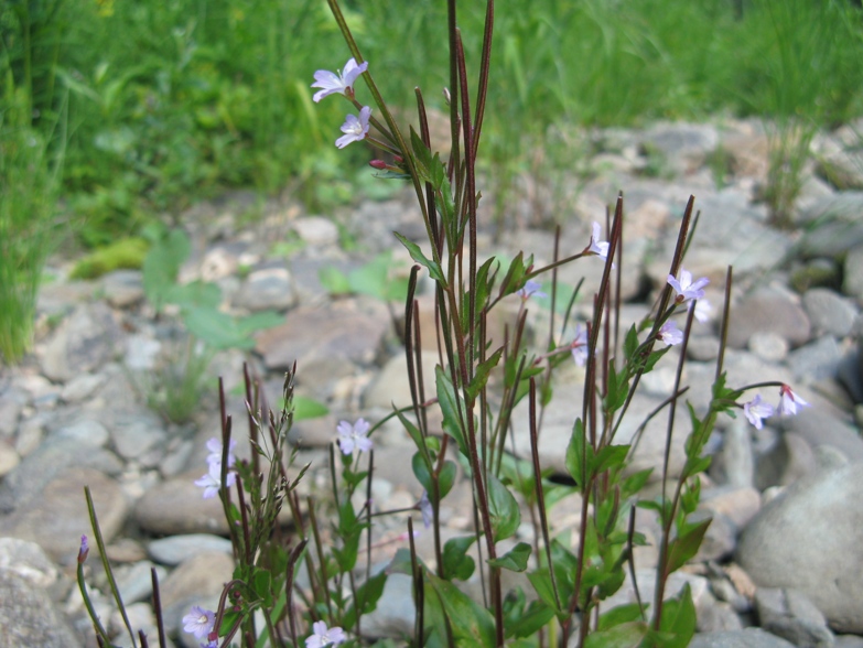 Изображение особи род Epilobium.