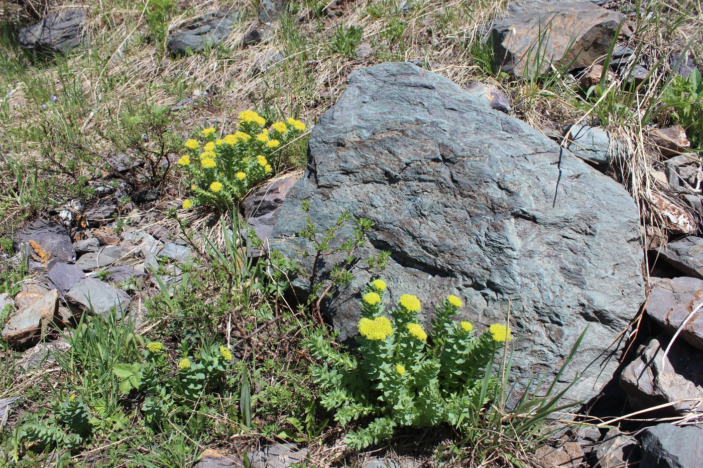 Изображение особи Rhodiola rosea.