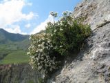 Spiraea pilosa