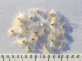 Anemone multifida