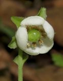 Chimaphila japonica